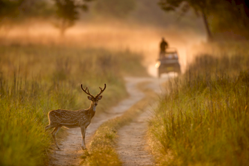 Jim Corbett with Nainital Tour – 5 Nights / 6 Days